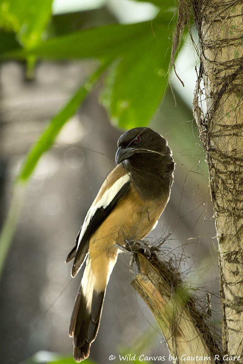 Wildlife photograph