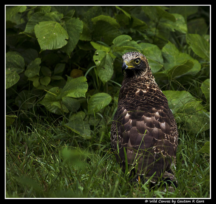 Wildlife photograph