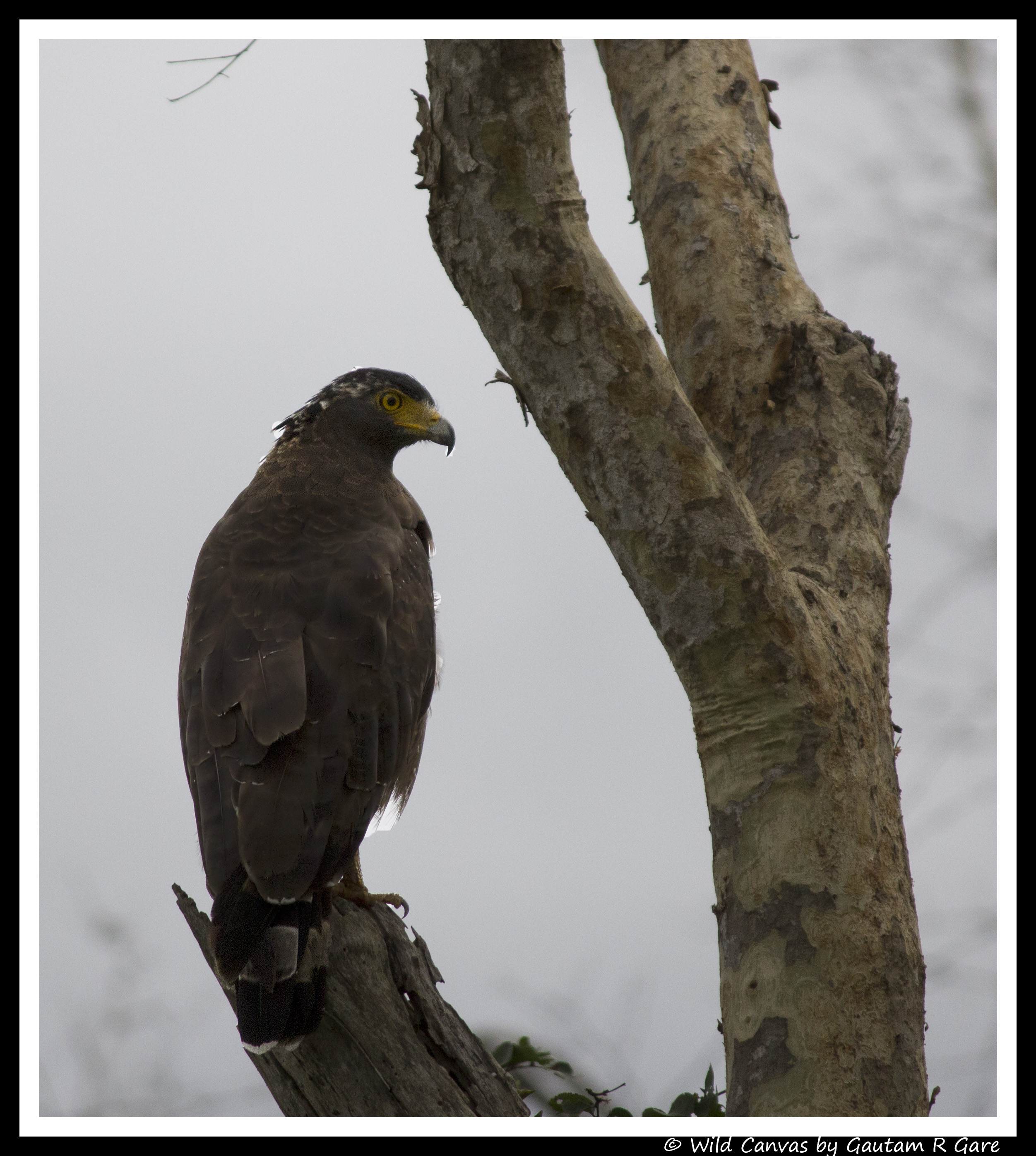 Wildlife photograph