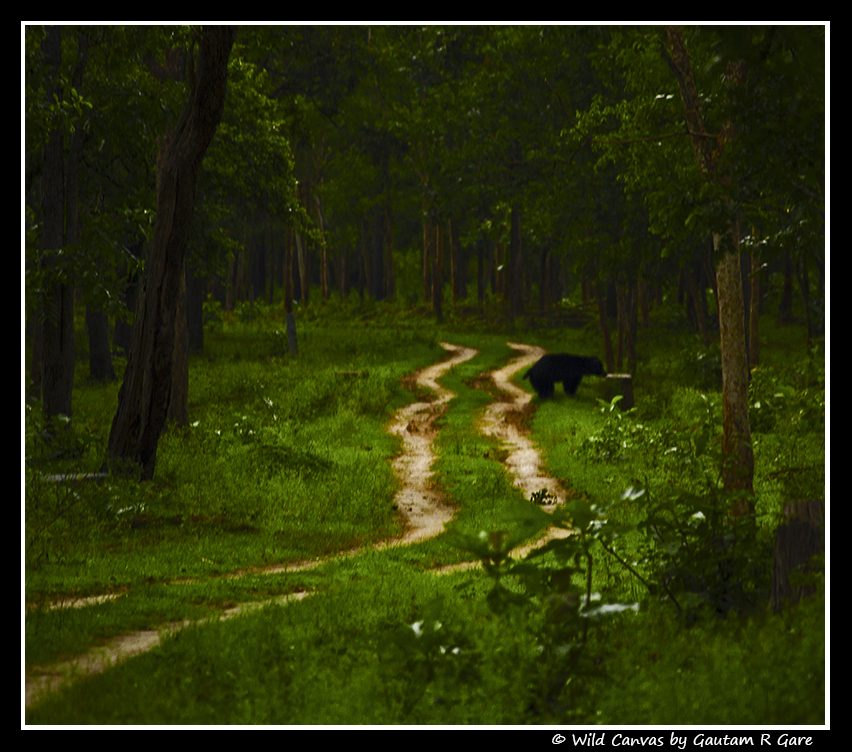 Wildlife photograph