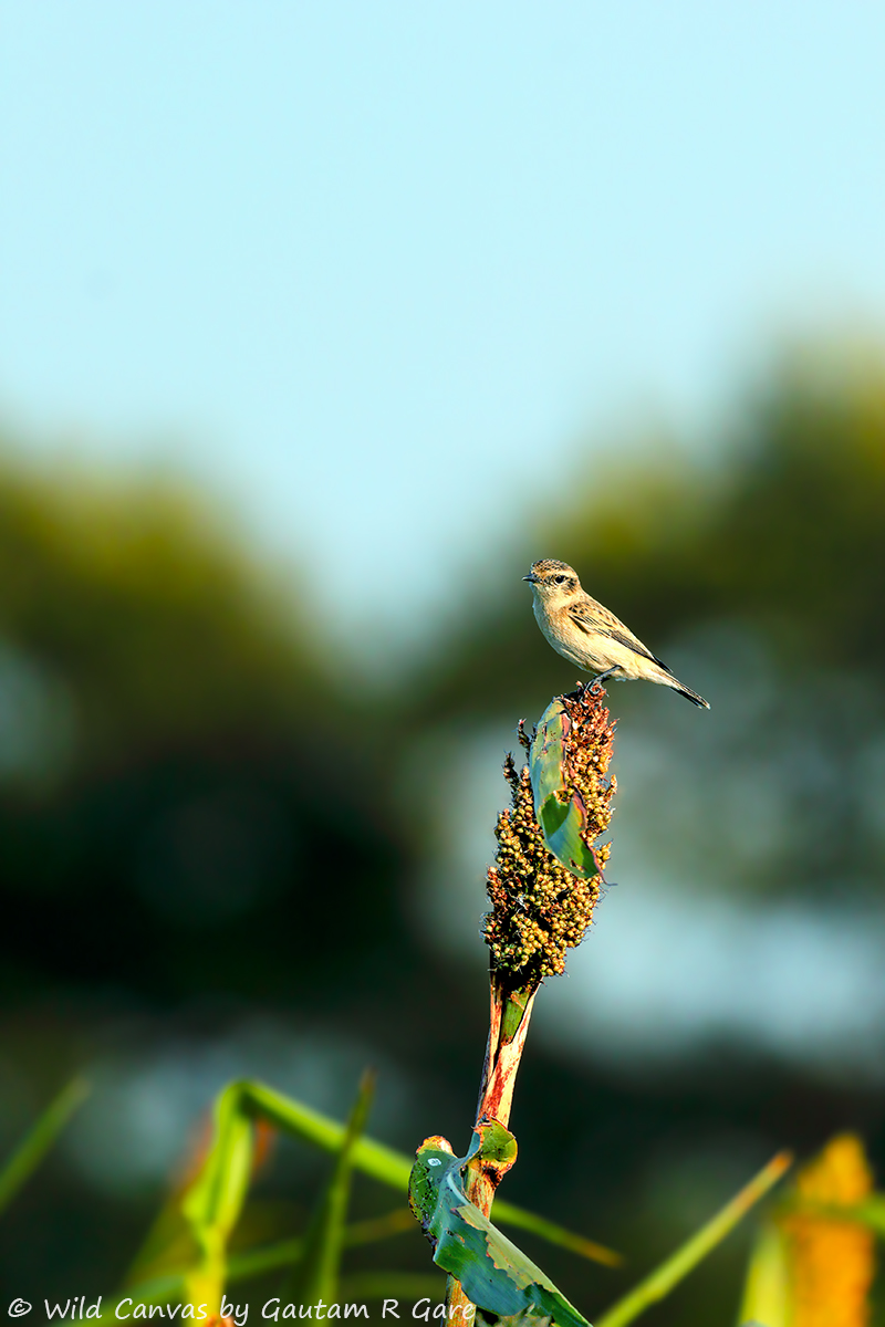 Wildlife photograph