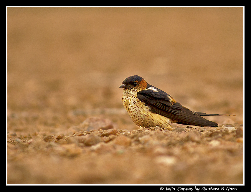 Wildlife photograph