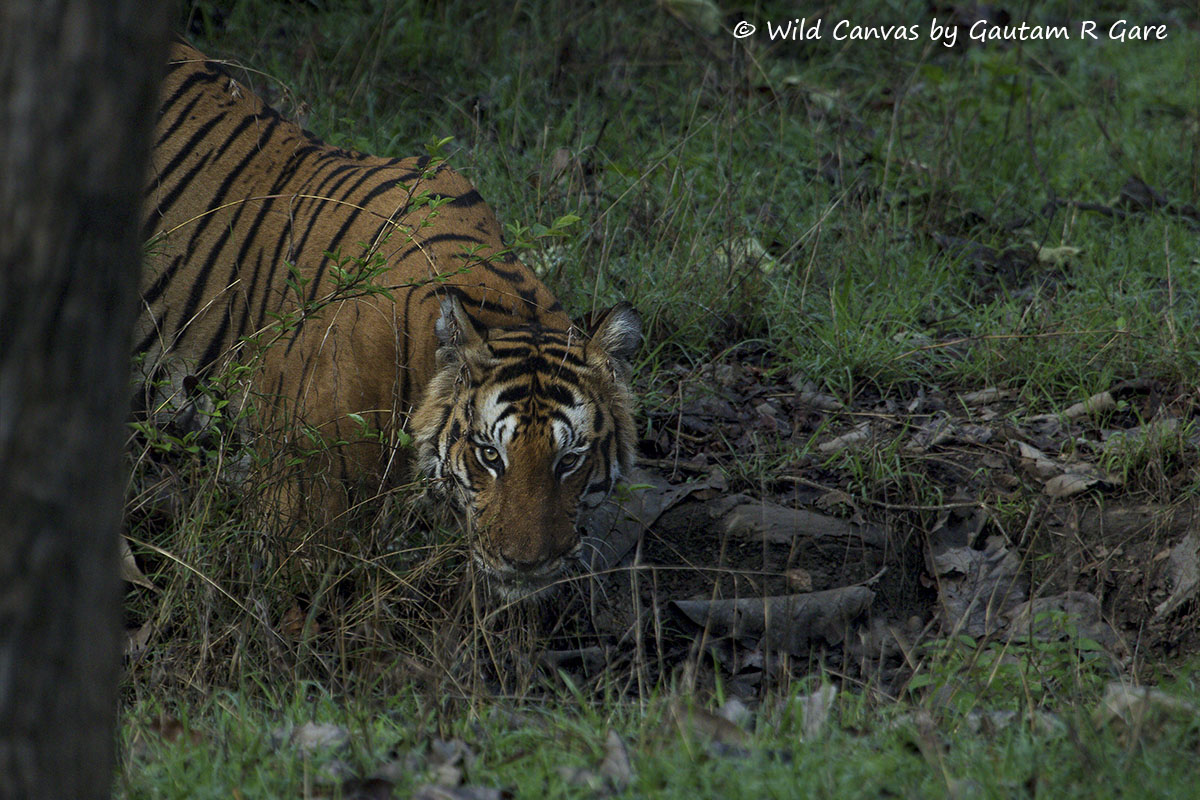Wildlife photograph