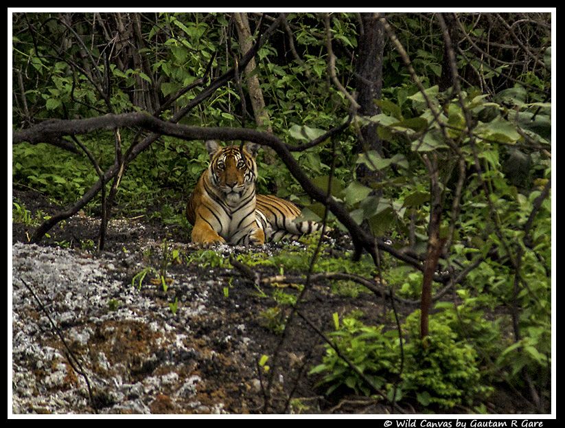 Wildlife photograph