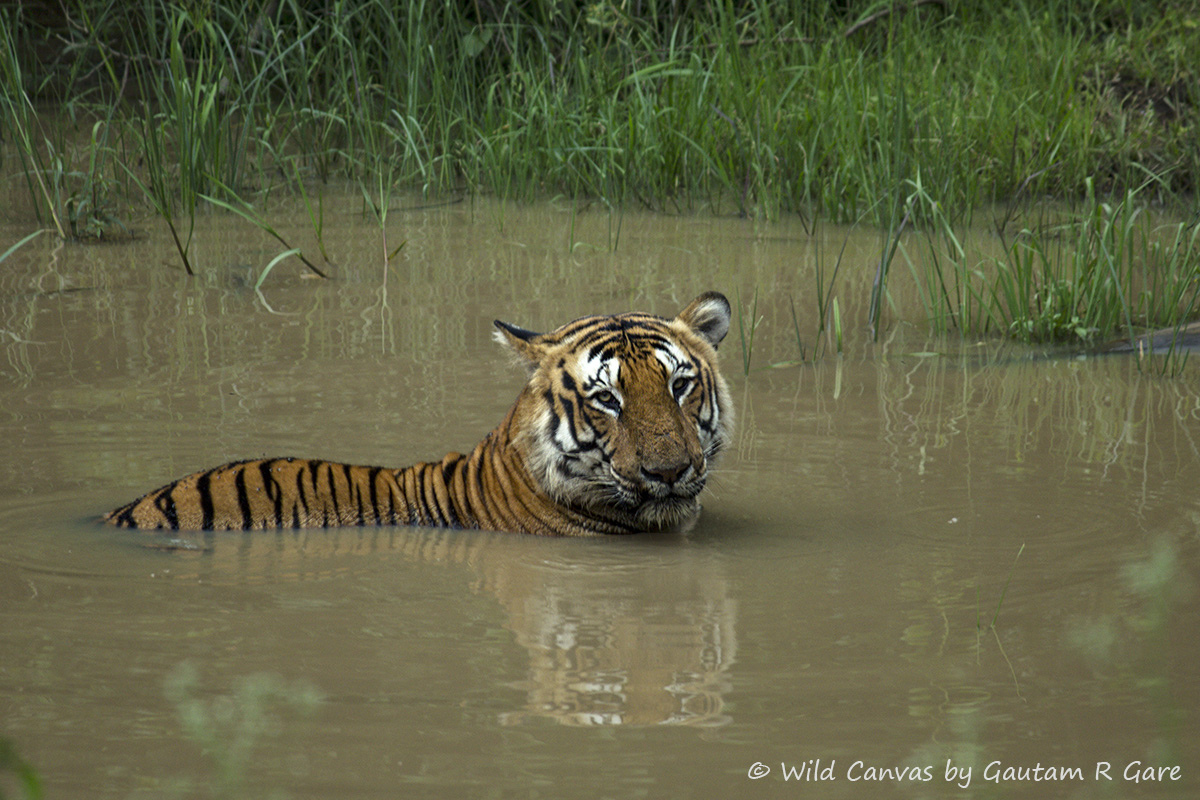 Wildlife photograph