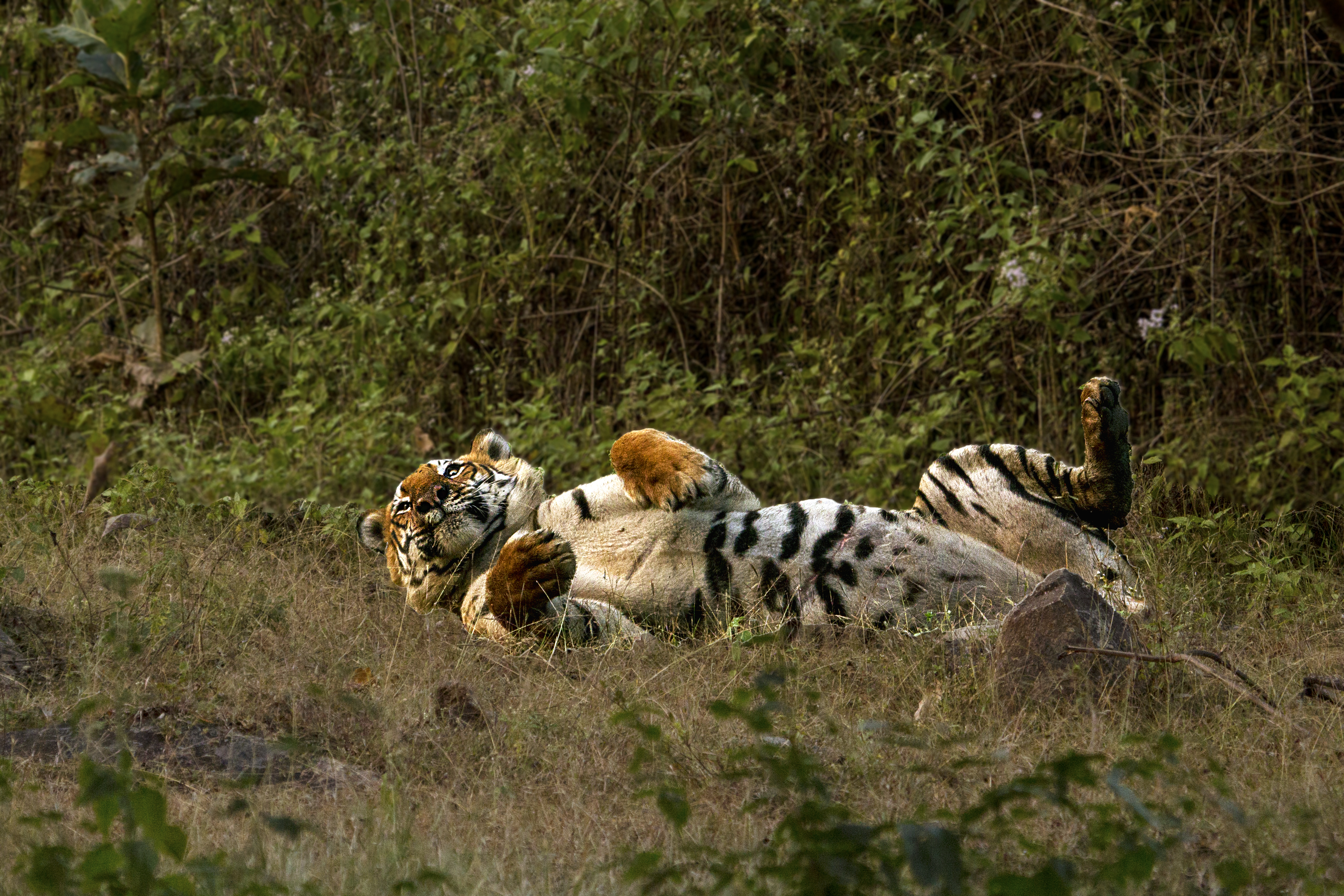 Wildlife photograph