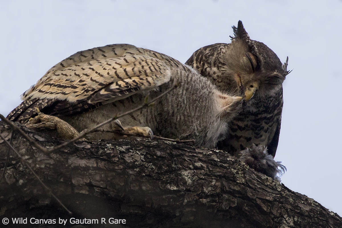 Wildlife photograph