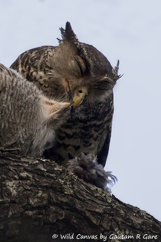 Wildlife photograph