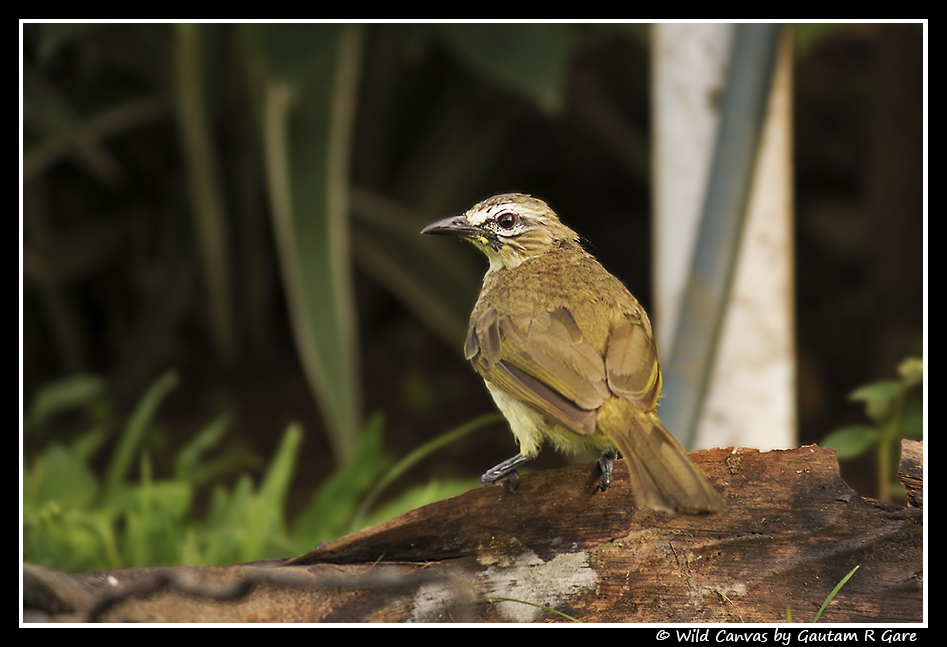 Wildlife photograph