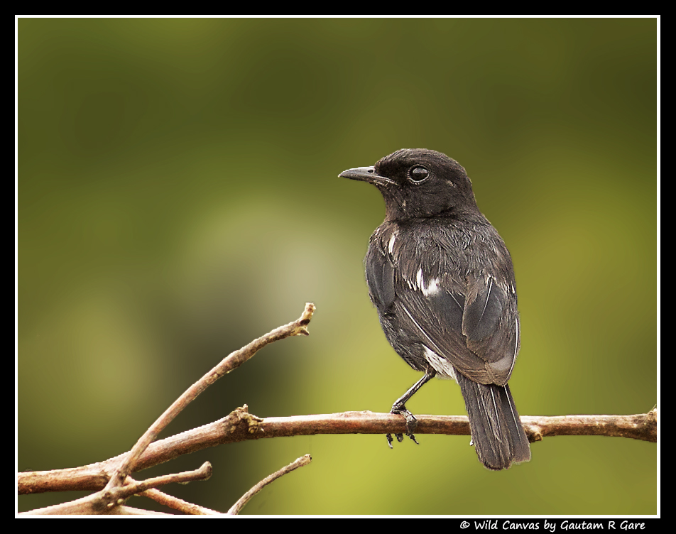Wildlife photograph
