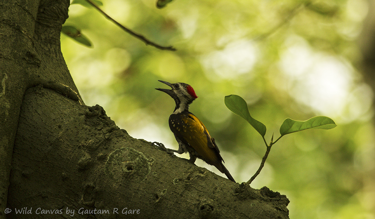 Wildlife photograph